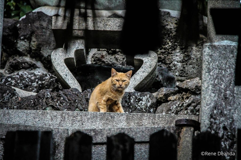 Un chat roux fait face caméra et se trouve devant des ruines noires de bâtiments effondrés.