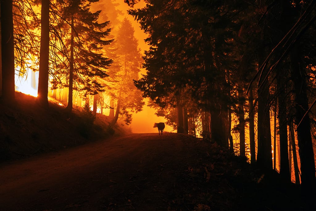 Une vache fuit les flammes qui dévorent la forêt bordant la route