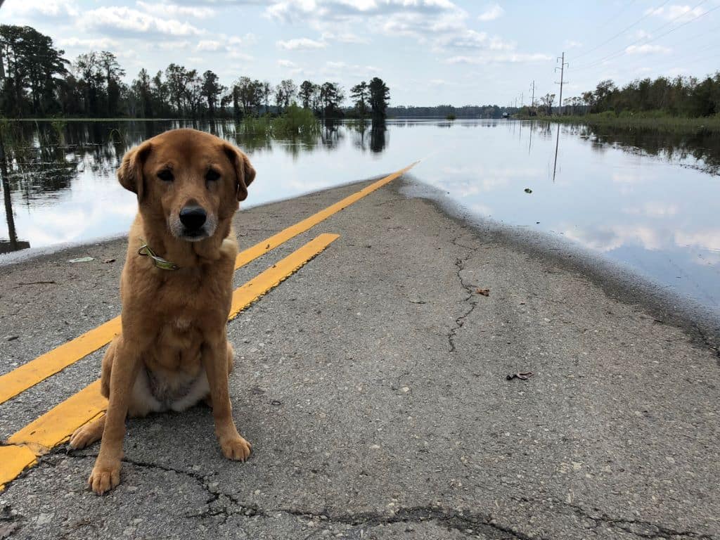 Chien-assis-route-inondee Un labrador beige se tient assis sur une petite partie sèche d'une route inondée.