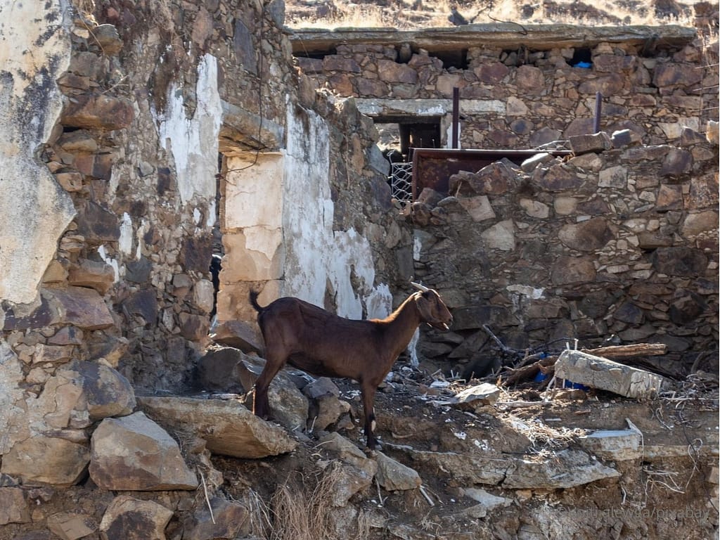 chevre-debout-dans-des-ruines Une chèvre solitaire de couleur marron se tient debout au milieu de ruines