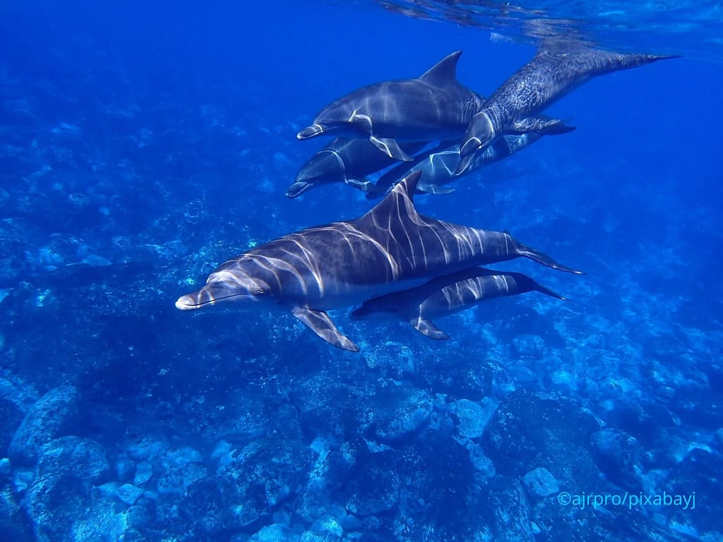 groupe-de-dauphins-nageant-sous-l-eau