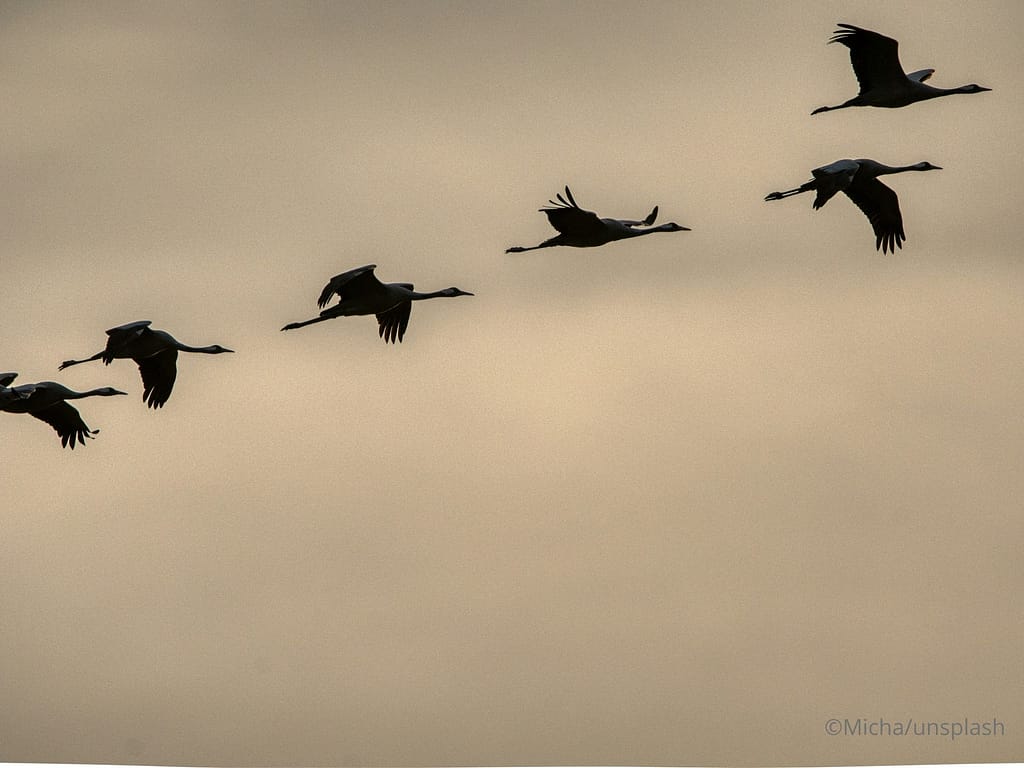 Plusieurs grues cendrées vol les unes derrière les autres alignées devant un ciel nuageux