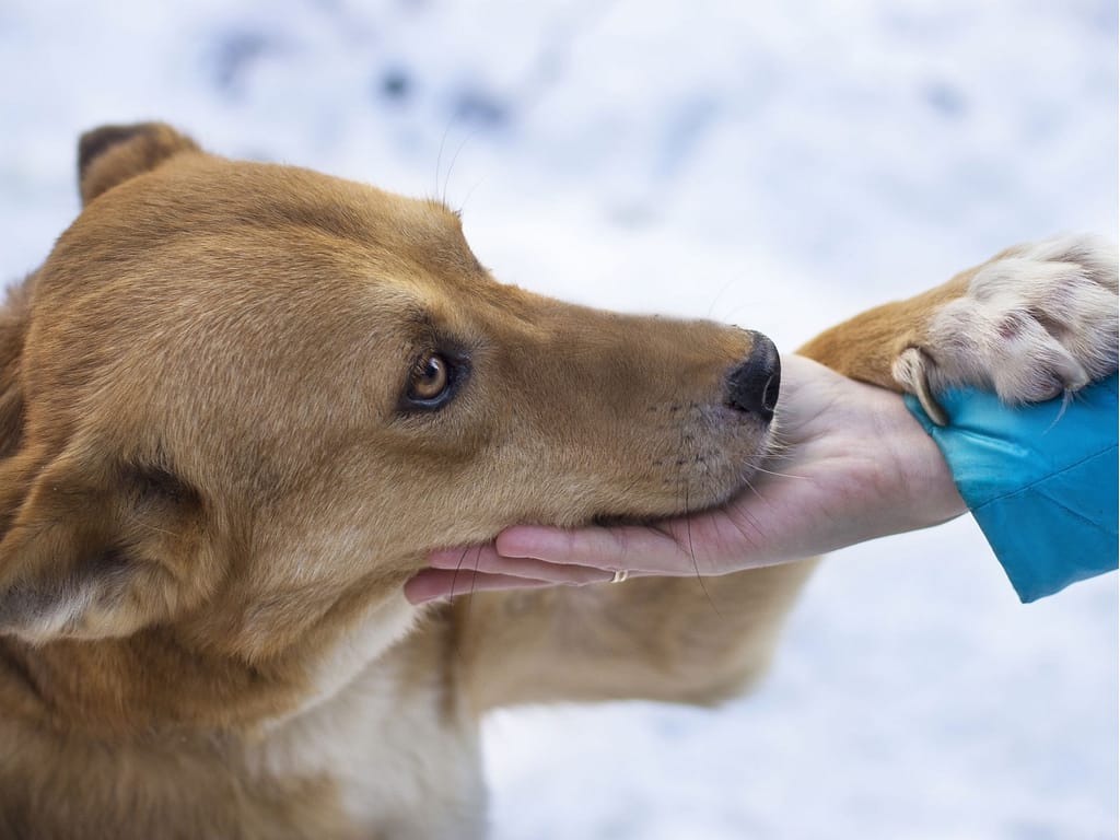 un chien beige a posé sa tête et sa patte antérieure gauche sur lune main qui lui est tendue