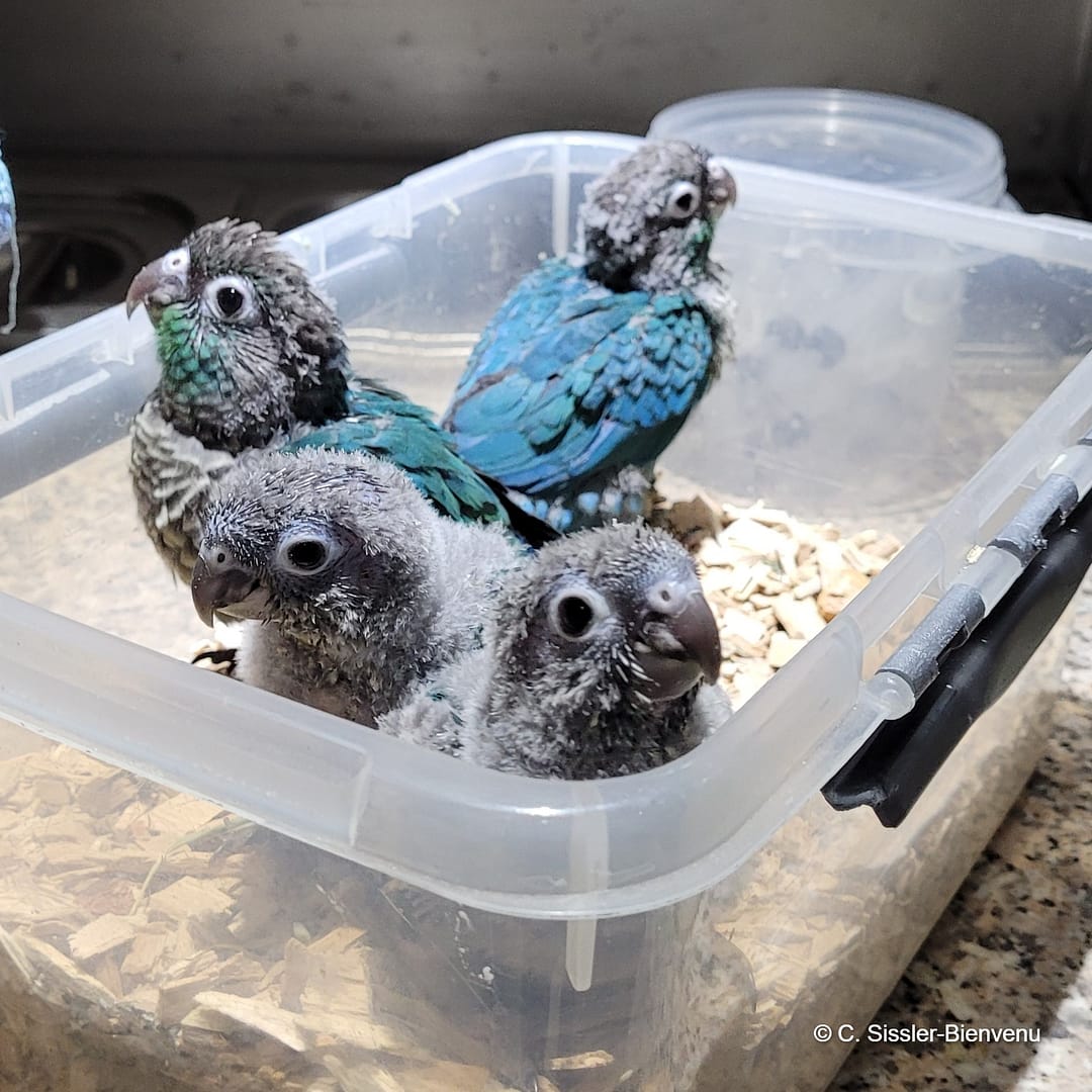 Conures c 2