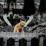 Un chat roux fait face caméra et se trouve devant des ruines noires de bâtiments effondrés.