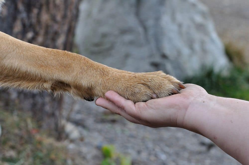 La résilience des êtres humains dépend de celle des animaux face aux catastrophes en raison du lien fort qui nous unit.